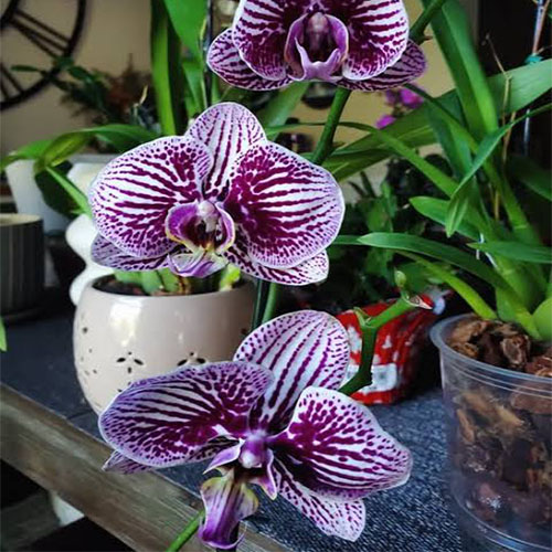 Phalaenopsis Dark Beauty B S Phalaenopsis Dark Beauty B S